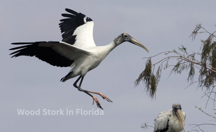 Wood Stork in Florida