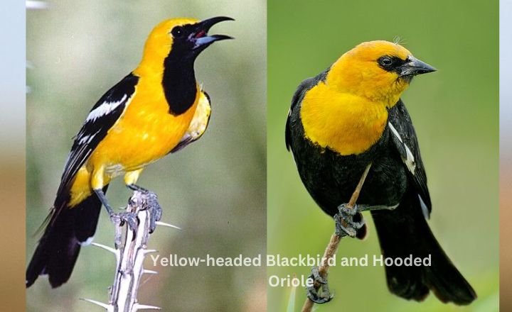 Yellow-headed Blackbird and Hooded Oriole