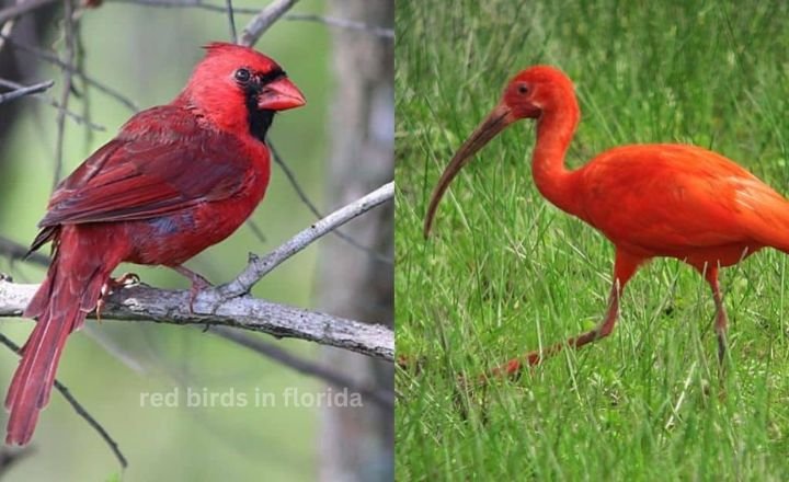 red birds in florida