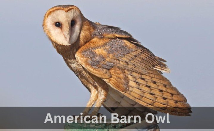 What is American Barn Owl