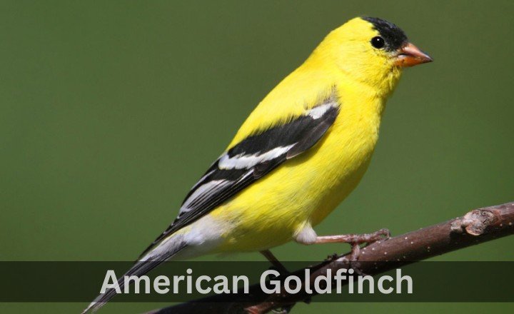 What is American Goldfinch