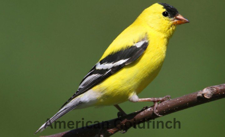 What is American Goldfinch