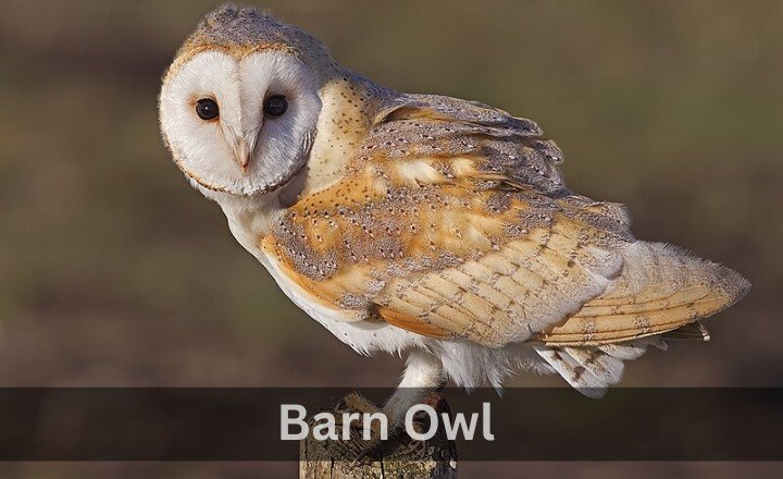 What is Barn Owl 