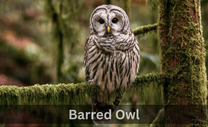 What is Barred Owl