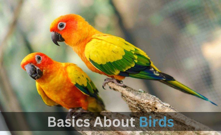 Introduction to Birds