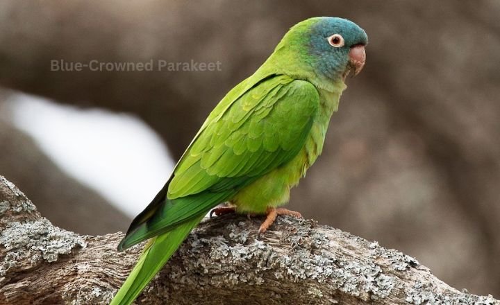 Blue Crowned Parakeet