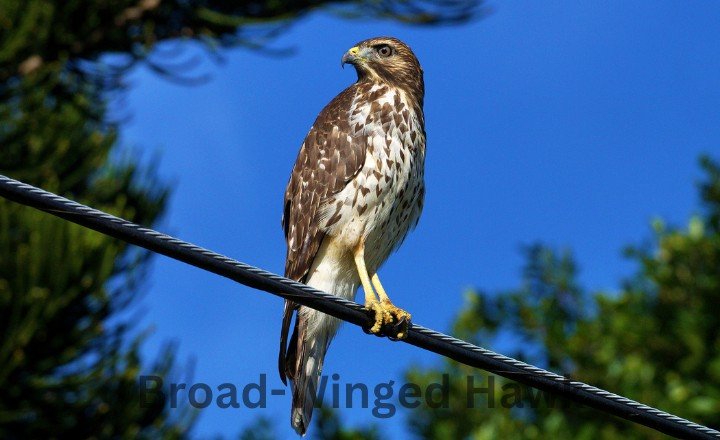 Broad-Winged Hawk Hawks in Georgia