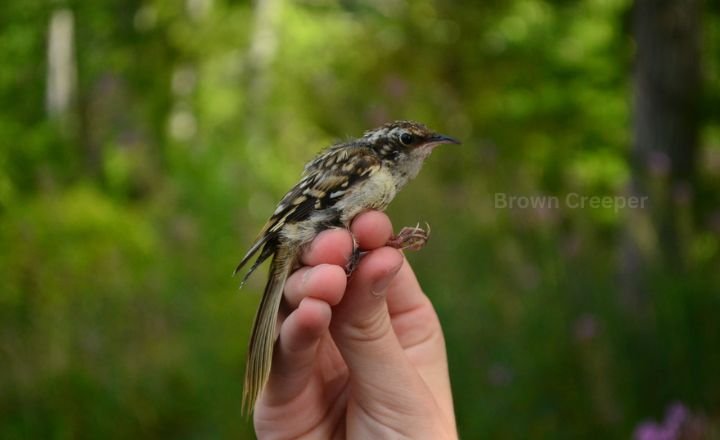 Brown Creeper