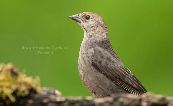 Brown-Headed Cowbird (Female)