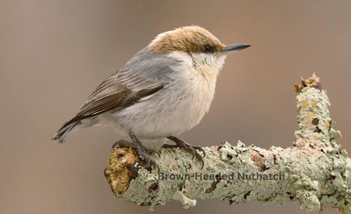 Brown-Headed Nuthatch