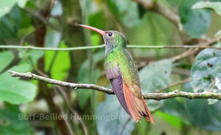 Buff-Bellied Hummingbird