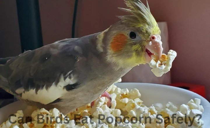 Are Popcorn Safe for Birds