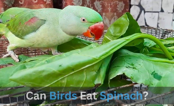 Can Birds Eat the Spinach