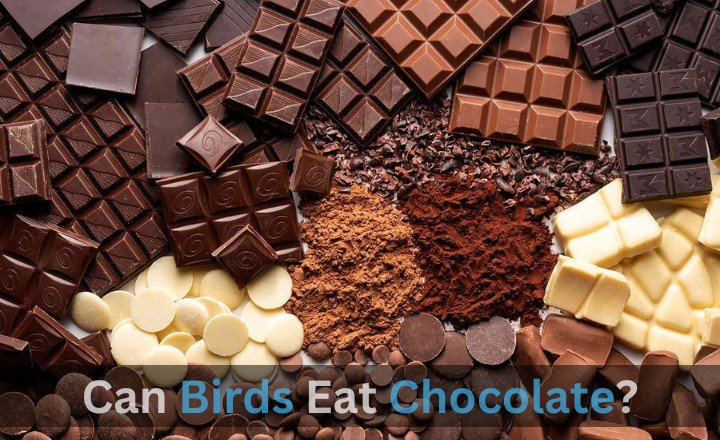 Should Birds Eat Chocolate