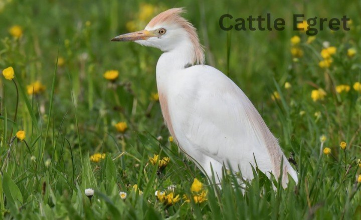 Cattle Egret