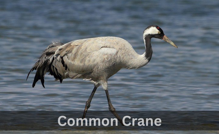 What is Common Crane