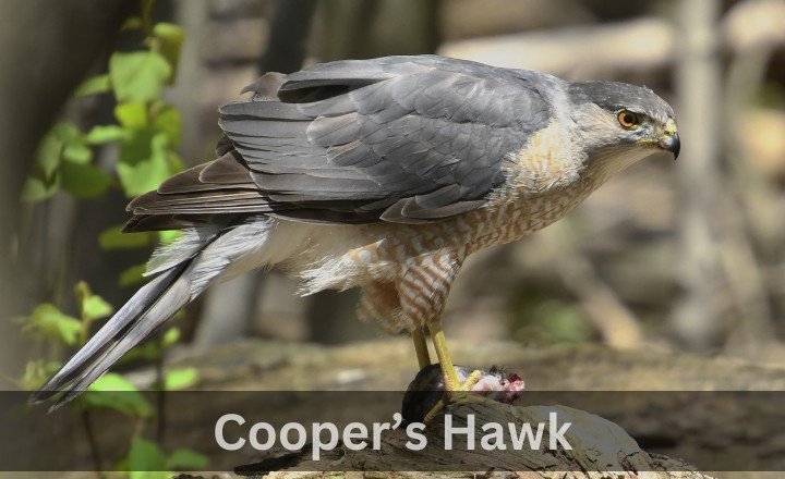 What is Cooper’s Hawk