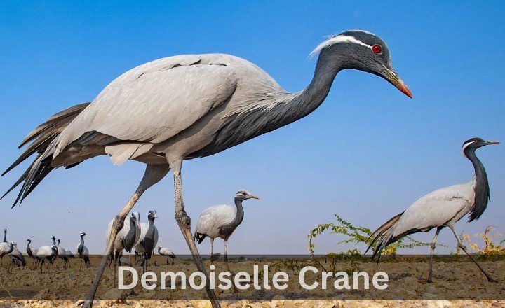 What is Demoiselle Crane