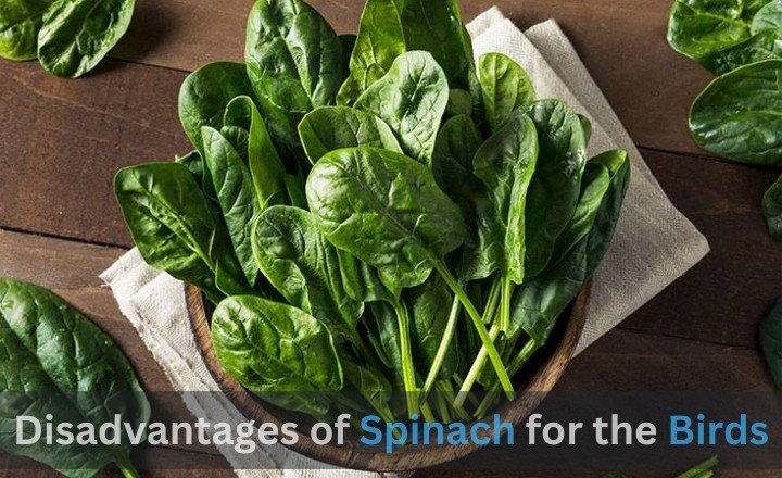 Disadvantages of Spinach for the Birds