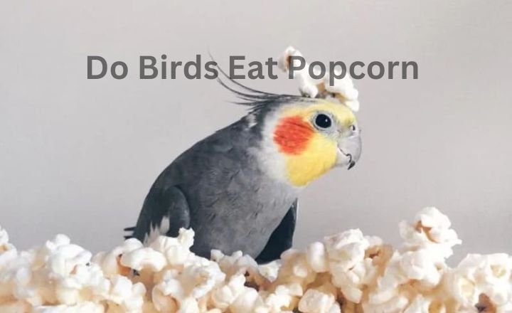 Do Birds Eat Popcorn