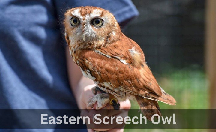 What is Eastern Screech Owl