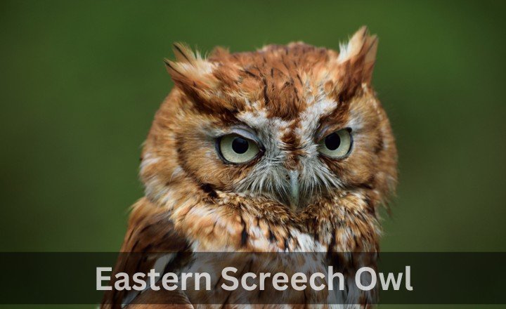 What is Eastern Screech Owl