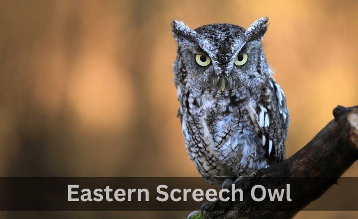 What is Eastern Screech Owl