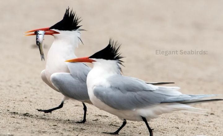 Elegant Seabirds