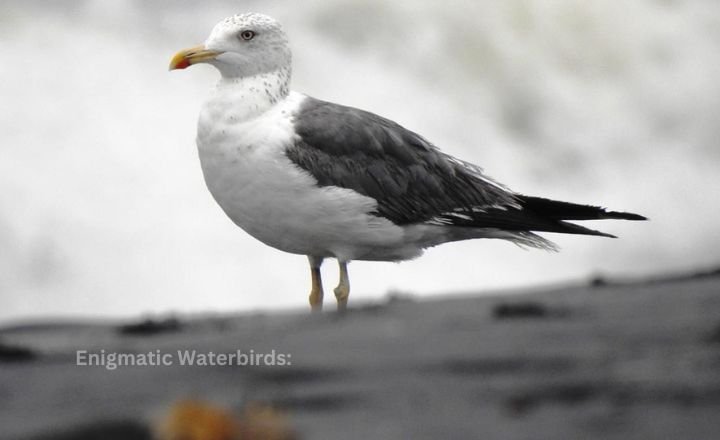 Enigmatic Waterbirds