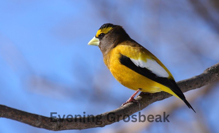 What is Evening Grosbeak