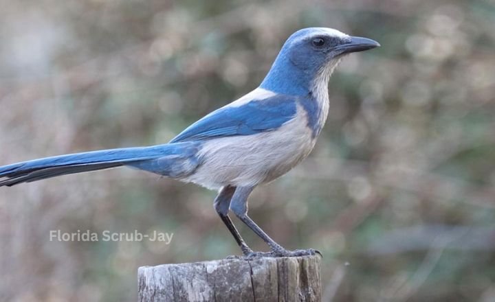 Florida Scrub-Jay