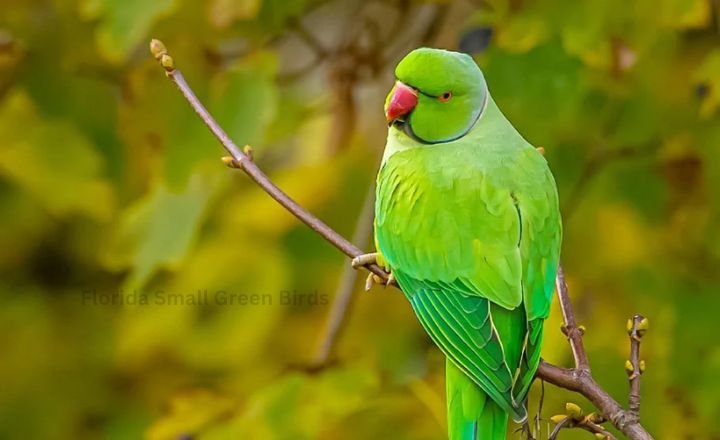 Florida Small Green Birds