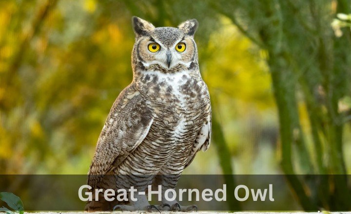 What is Great-Horned Owl