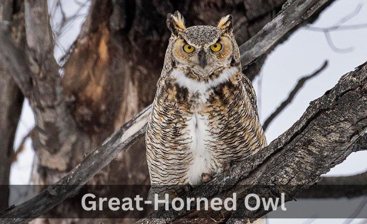 What is Great-Horned Owl