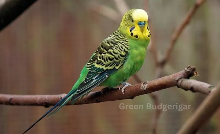 Green Budgerigar