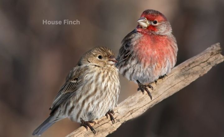 House Finch