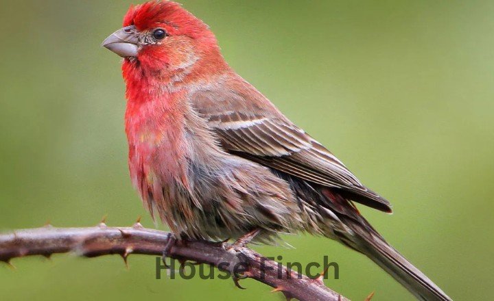 What is House Finch