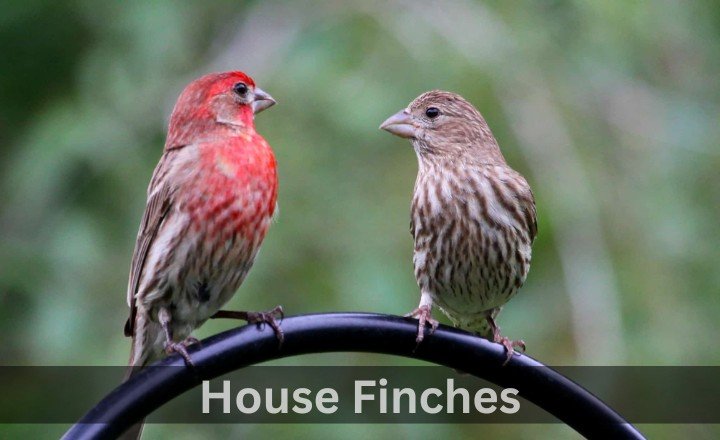 What is House Finches