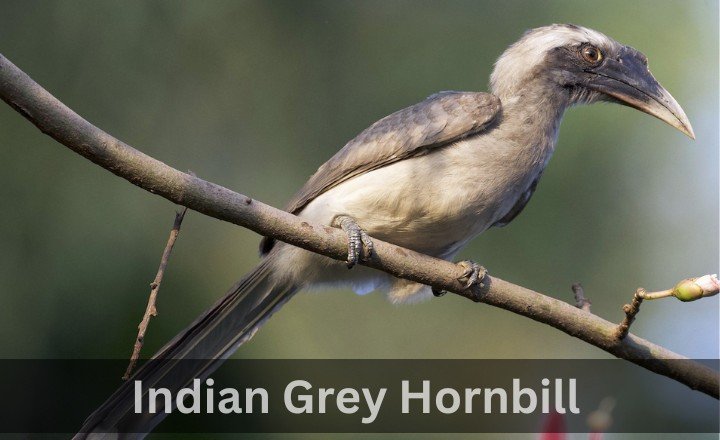 What is Indian Grey Hornbill