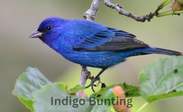 What is Indigo Bunting