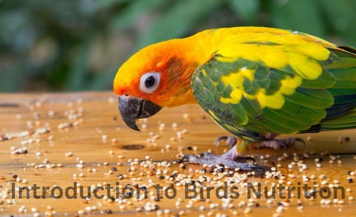 Introduction to the Nutrition of Birds