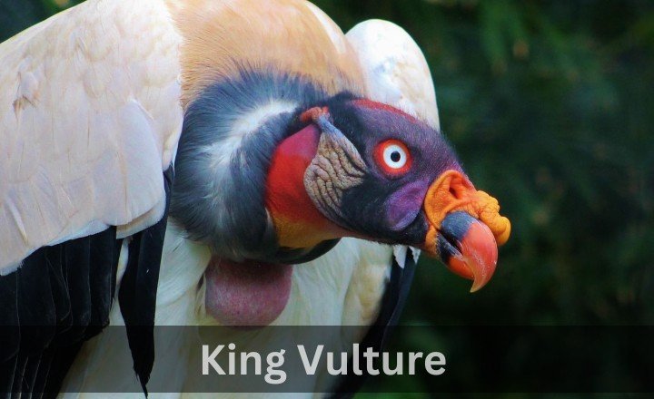 What is King Vulture