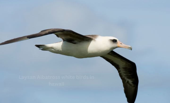 Laysan Albatross white birds in hawaii