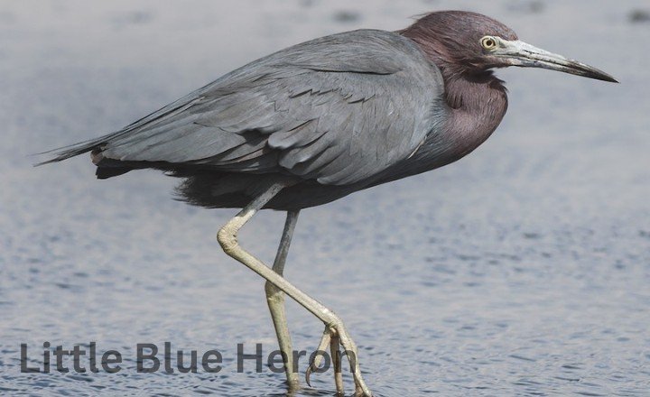 Little Blue Heron