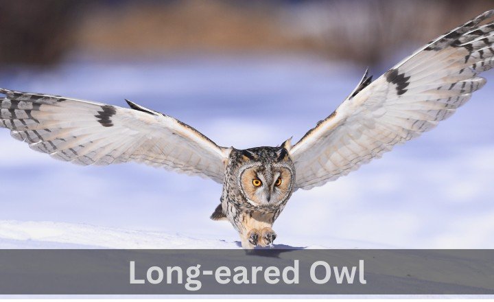 What is Long-eared Owl