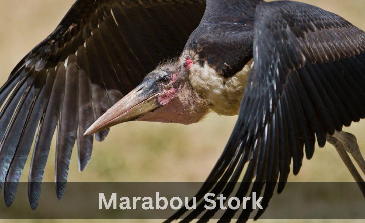 What is Marabou Stork