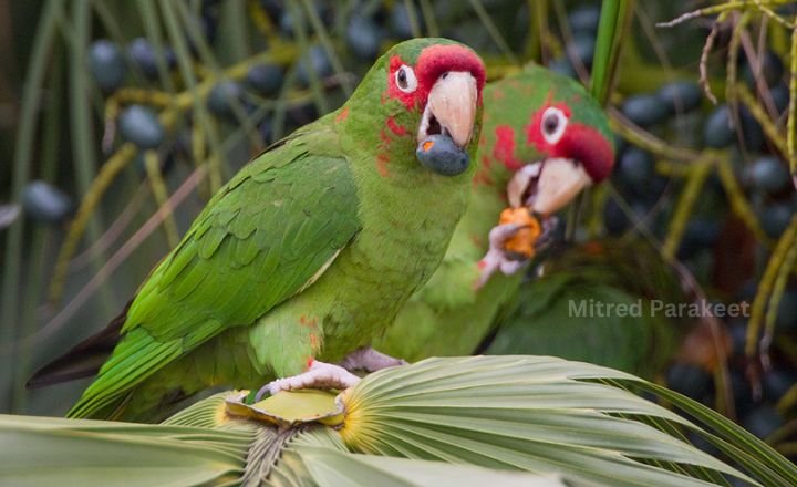 Mitred Parakeet