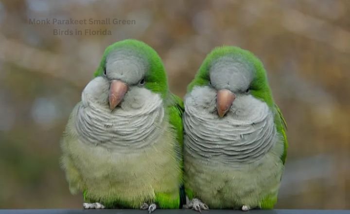 Monk Parakeet Small Green Birds in Florida