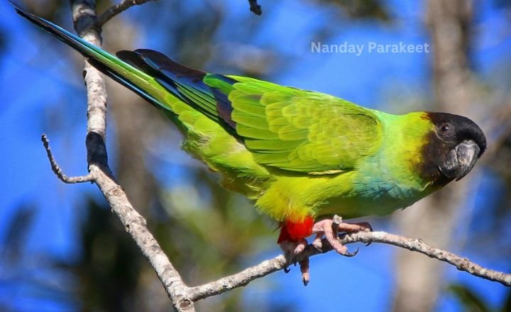 Nanday Parakeet