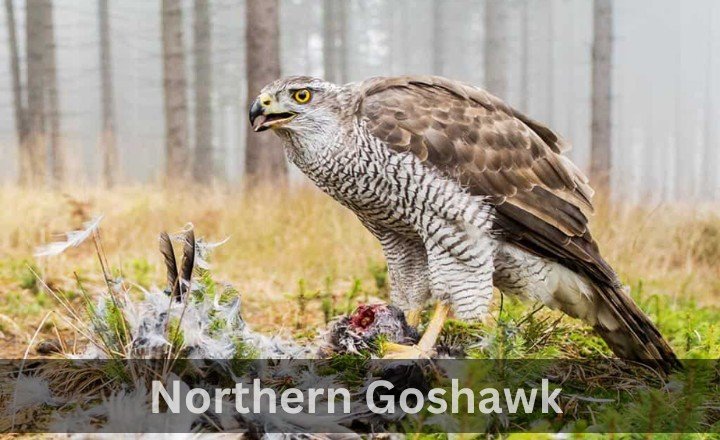 What is Northern Goshawk